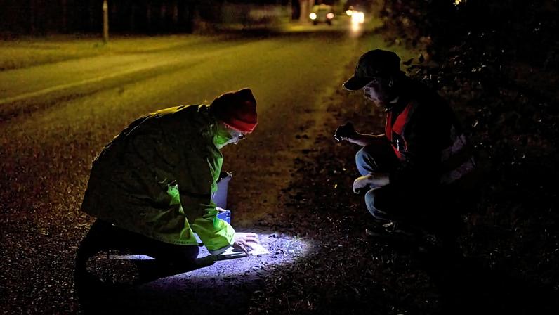 Helping Cape Town’s toads cross the road