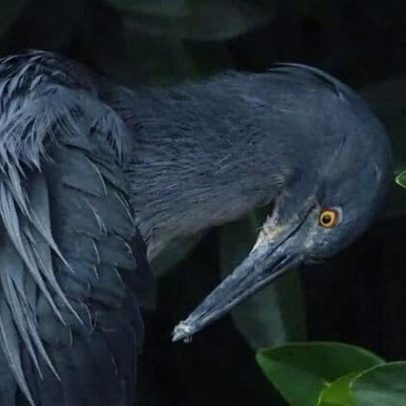 Academia de Ciências da Califórnia descreve 72 novas espécies em 2025