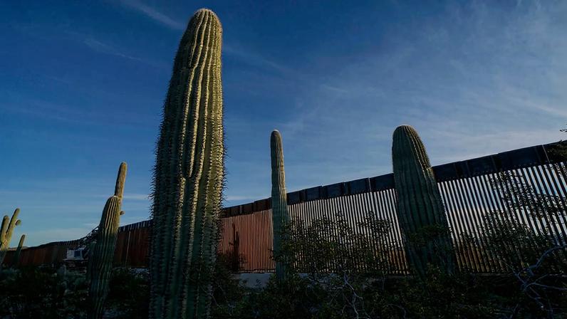 Tall saguaro cactuses in the foreground and a border wall in the background.