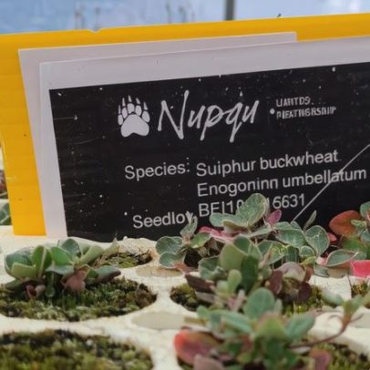 Cultivo de plantas nativas para recuperar terras em viveiro indígena na BC