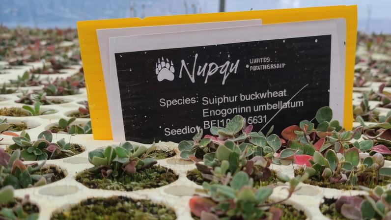 Sulphur buckwheat seedlings at the Nupqu Native Plant Nursery in British Columbia.