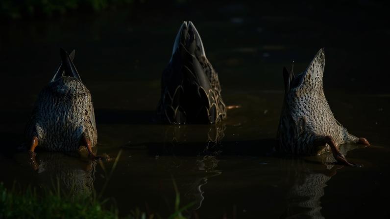 Fotografia de três patos com a cabeça embaixo da água e a bunda pra cima.