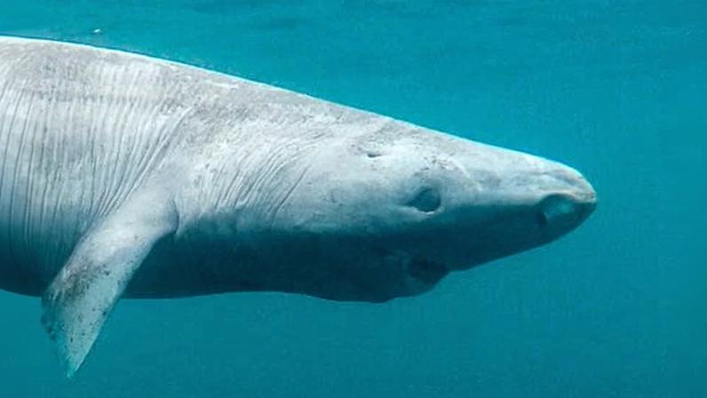 The scientific community has two long held key beliefs about Greenland sharks – they are the oldest living vertebrates and they are functionally blind.