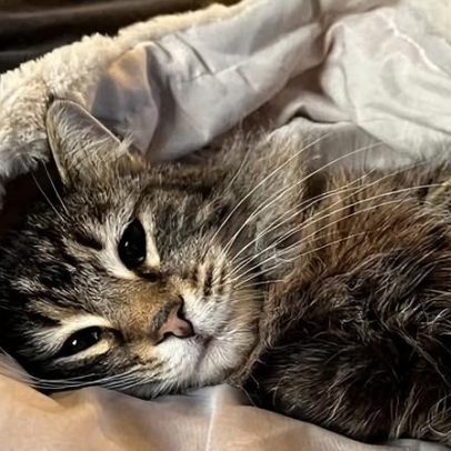 Gato devolvido à família em Yorkshire após sumiço com entregador da Amazon