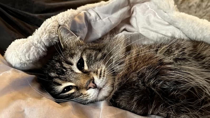 Nora the cat