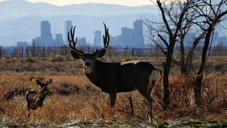 A mule deer buck at Rocky Mountain Arsenal National Wildlife Refuge outside Denver, Colorado.