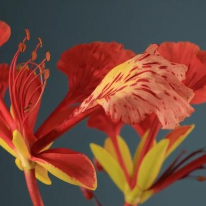 Vida sexual das plantas é mais complexa do que se pensava