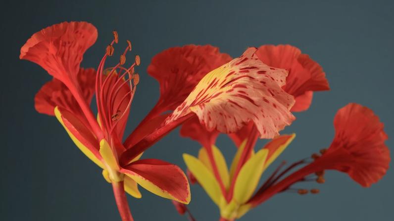 Fotografia da Delonix regia, também conhecida como flamboyant, é uma árvore tropical cultivada por seus cachos de flores vermelho-alaranjadas brilhantes.