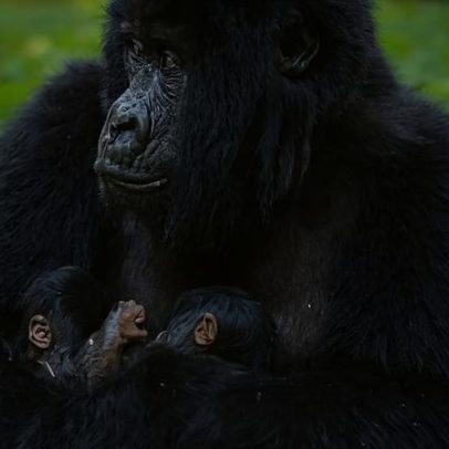 Gêmeos gorilas-das-montanhas nascem em parque africano em caso raro