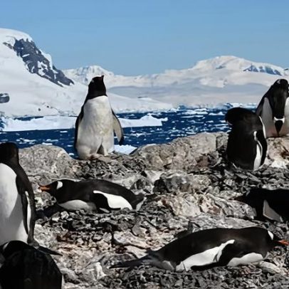 Pinguins da Antártida aceleram temporada de reprodução, possivelmente por clima
