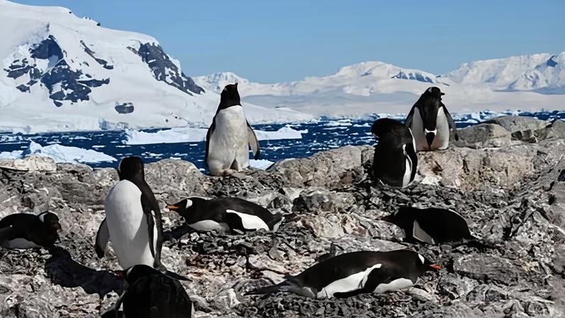 Gentoo penguins, pictured at Neko Harbour in the Antarctic, have brought forward their breeding season most significantly.