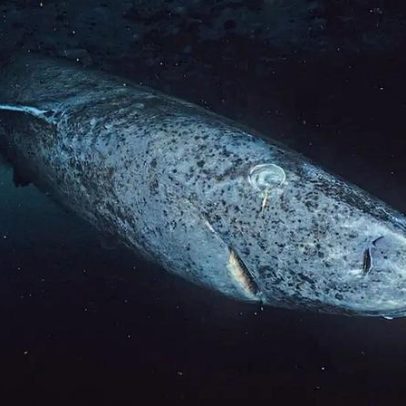 Estudo mostra que tubarão de 400 anos pode enxergar