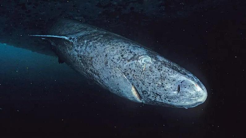 Fotografia do tubarão-da-Groenlândia vive nas profundezas escuras do oceano.