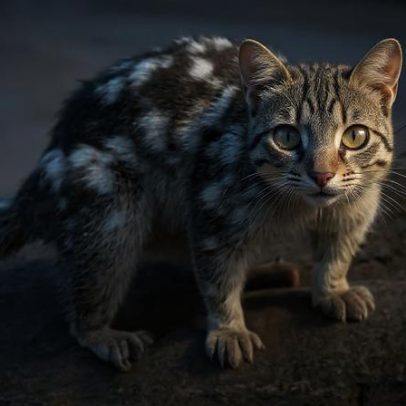 Marsupial ameaçado de extinção é fotografado a 1ª vez em 80 anos na Austrália