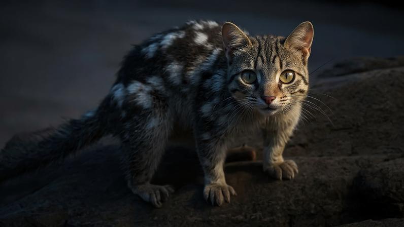 Fotografia do quoll-do-norte que reapareceu no Santuário de Vida Selvagem de Piccaninny Plains