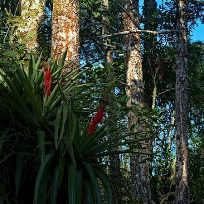 Estudo aponta bromélias como peça-chave para a diversidade da Mata Atlântica