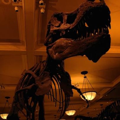 T. rex leva até 40 anos para atingir tamanho adulto, aponta estudo