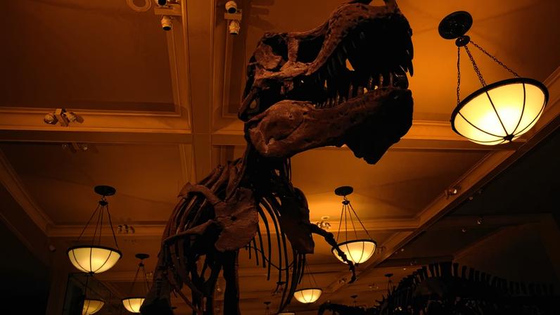 Fotografia de um esqueleto de Tyrannosaurus Rex no Museu Americano de História Natural - Nova Iorque.