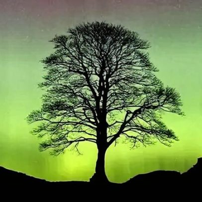 Muda de Sycamore Gap plantada como símbolo de renovação