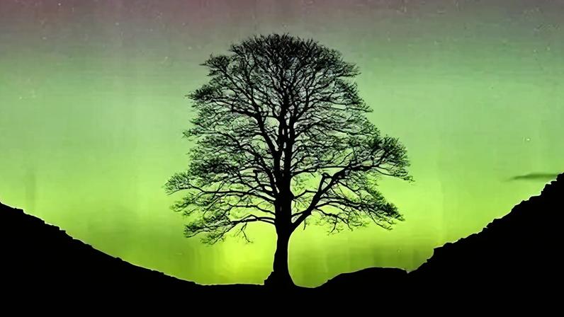 Owen Humphreys/PA Media A stunning night-time shot of the Sycamore gap tree, which is set against a sky filled with the Northern Lights. The tree sits in a dip between two hills and appears to be without leaves, so you can see the branches. The tree and hills are black against the green light, which merges into purple higher up. The purple part of the sky is full of stars.