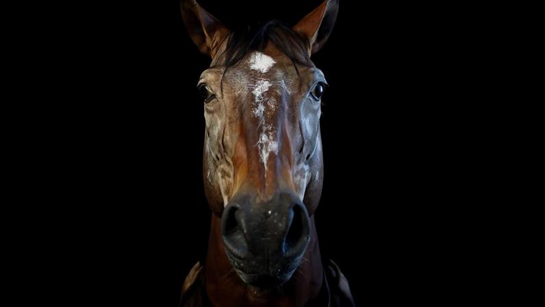 Fotografia de uma cavalo assustado.