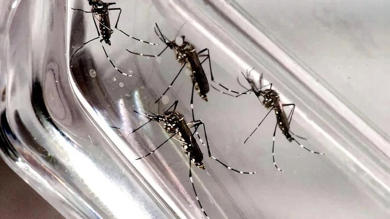 Levantamento do Procon-SP revela diferenças de preços em repelentes de insetos.
