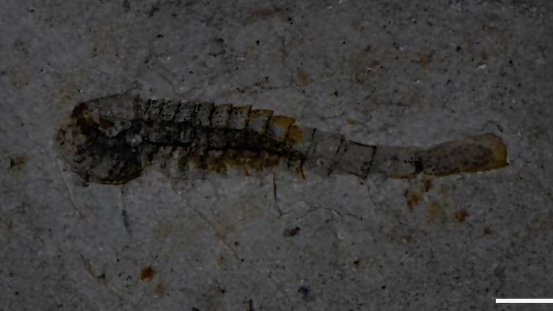 Um dos fósseis de criaturas marinhas da biota de Huayuan, na China