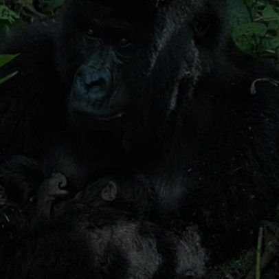 Semana da fauna: gêmeos de gorila raros, camelos velozes e aranha psicodélica