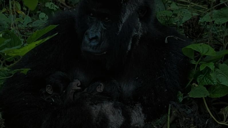 Mafuko, a mountain gorilla, holds her newborn twin sons at the Virunga national park, Democratic Republic of Congo. The rare birth in war-ravaged eastern Congo has been described as “a major event” for the endangered subspecies. Much of the park is under rebel control and fighting has accelerated forest loss
