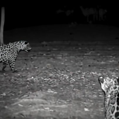 Onças-pintadas, normalmente solitárias, são flagradas em grupo no Pantanal
