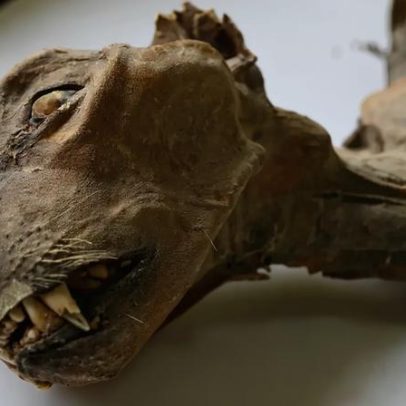 Guepardos mumificados de 1.800 anos encontrados em cavernas na Arábia Saudita