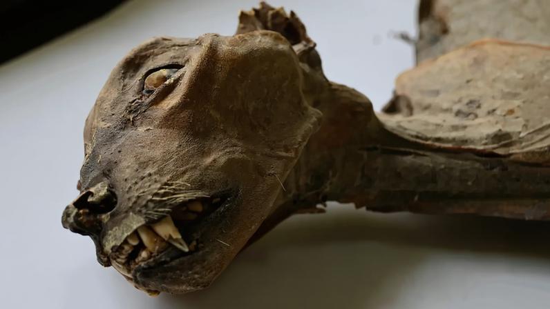 Fotografia de uma das chitas mumificadas preservadas em laboratório.