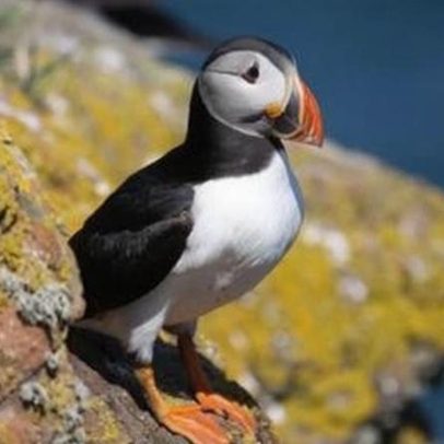 Fique em ilha deslumbrante de graça se contar papagaios-do-mar