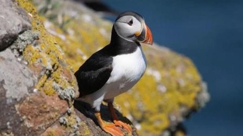 Successful applicants will get to live alongside the island's wildlife including its "iconic" puffins