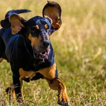 Cientistas identificam gene responsável por orelhas caídas em cães