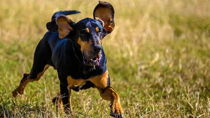 Fotografia de um bloodhound correndo.
