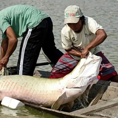 Pesquisa inédita com genoma protege peixes da Amazônia