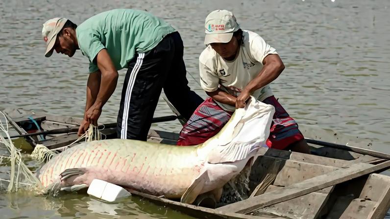 Fotografia de pescadores com o peixe pirarucu.