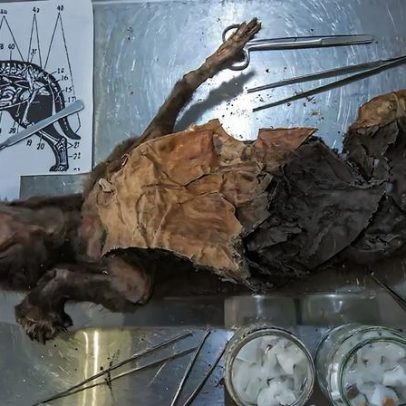 DNA de rinoceronte-lanoso sequenciado a partir de estômagos de lobos