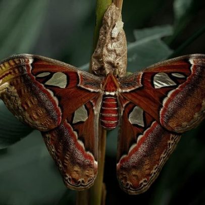 Camuflagem, toxinas e cores berrantes: por que alguns animais se distinguem