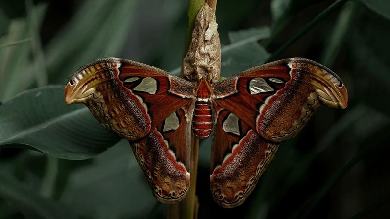 Mariposa na natureza