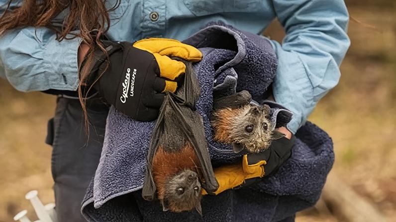 Morcegos-raposa morrem em milhares; mortalidade desde o verão negro australiano