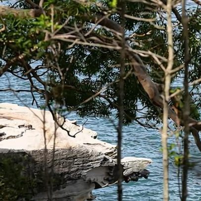 Nico Antic, 12, morre após ataque de tubarão em Sydney