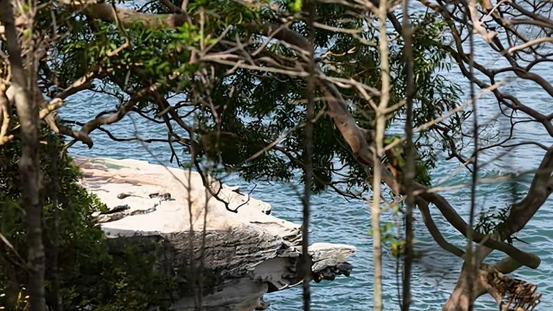 Nico Antic, 12, morre após ataque de tubarão em Sydney