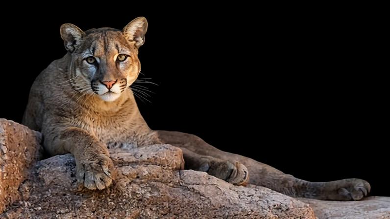 Colorado suspeita de ataque de leão da montanha após morte de mulher