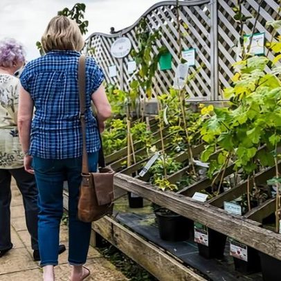 Público deve cultivar plantas incomuns para preservar flores no Reino Unido