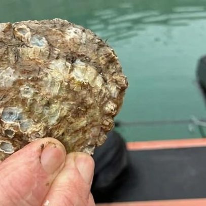 Cemitério de ostras de Dublin Bay renasce para restaurar ecossistema costeiro