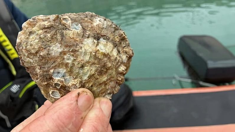 One of the approximately 18,000 oysters placed in Dún Laoghaire harbour.