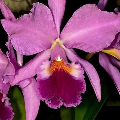 Estudo revela Brasil como centro global de orquídeas, das casas às florestas