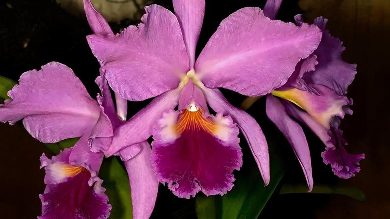 Fotografia de um orquídea Cattleya labiata.